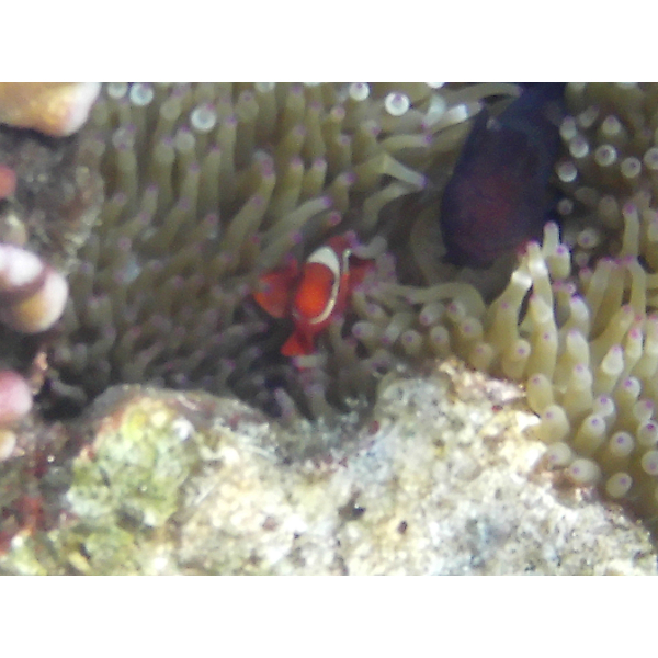 FOTO PRINT 20 cm x 30 cm 