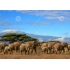 Tuindoek africa olifant (1030) 60 cm x 40 cm