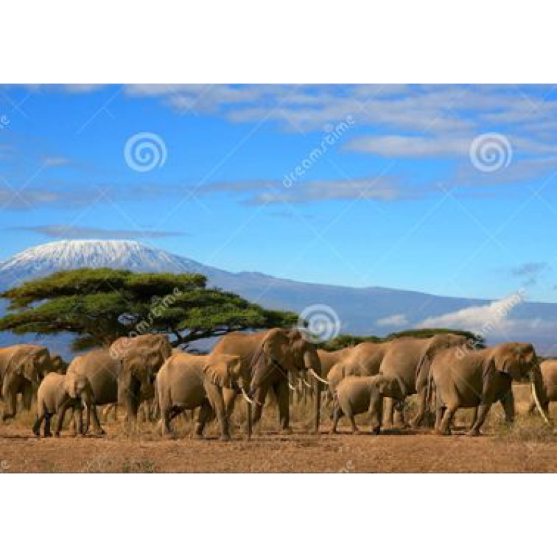 Tuindoek africa olifant (1030) 60 cm x 40 cm