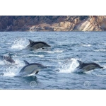 Tuindoek dolfijnen (1080)
