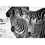 Tuindoek zebra zwart/wit (1090)