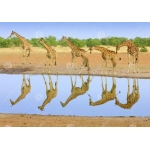 Tuindoek giraffe (1030)