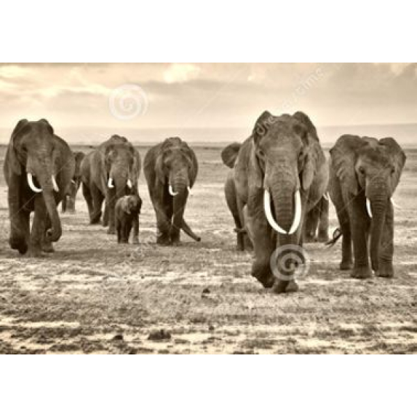 Tuindoek olifanten (1180)