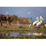 Tuindoek pelikanen (1050)