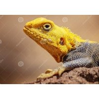 Tuindoek Strand met Boot (1000)