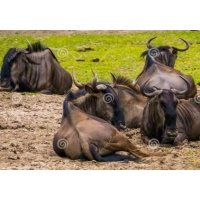 Tuindoek Strand met Boot (1000)