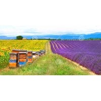 Tuindoek zonnebloemen / lavendel / bijen Tuindoek zonnebloemen / lavendel / bijen